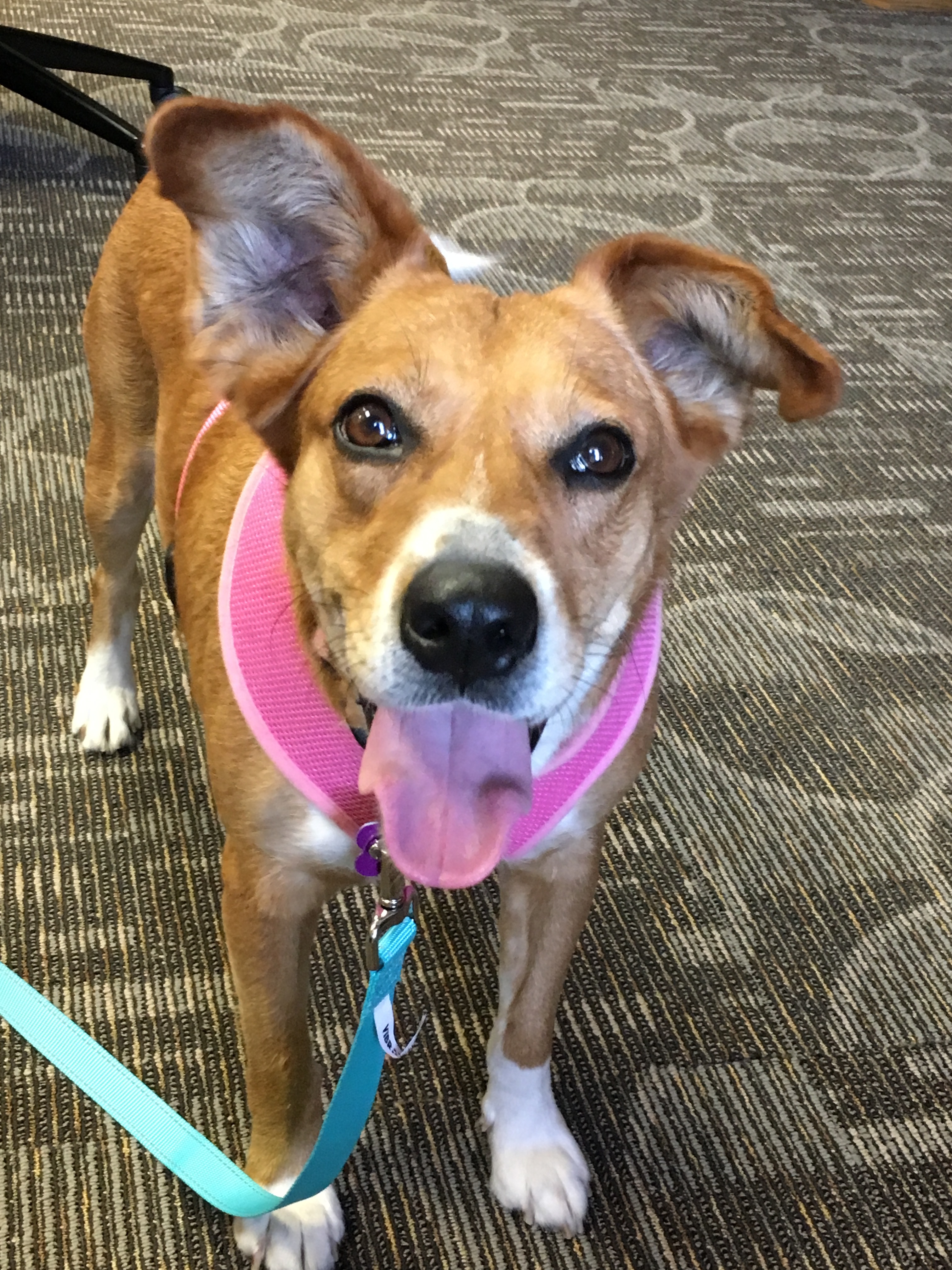 Mesquite, a Adoptable mixed breed in Schertz, TX image 4/10