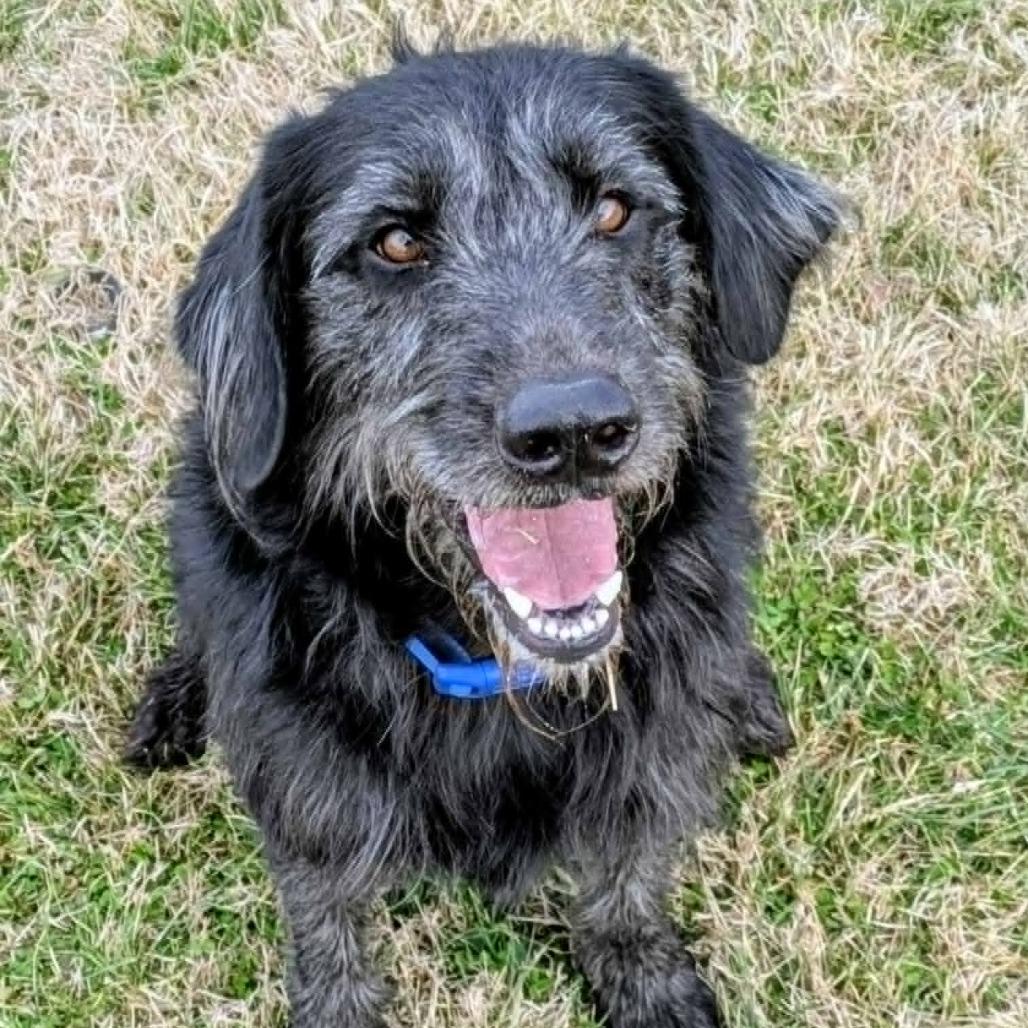 Enlarge Cooper, a Adoptable Mixed Breed in Jeffersonville, IN image 1/6