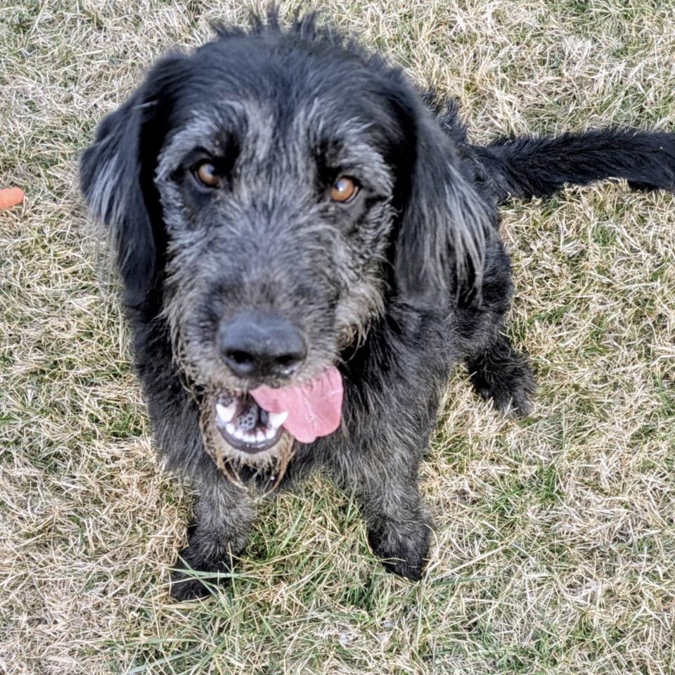 Enlarge Cooper, a Adoptable Mixed Breed in Jeffersonville, IN image 2/6