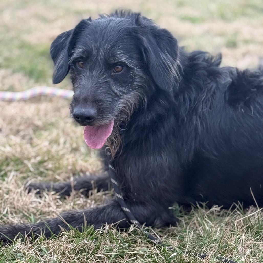 Enlarge Cooper, a Adoptable Mixed Breed in Jeffersonville, IN image 3/6