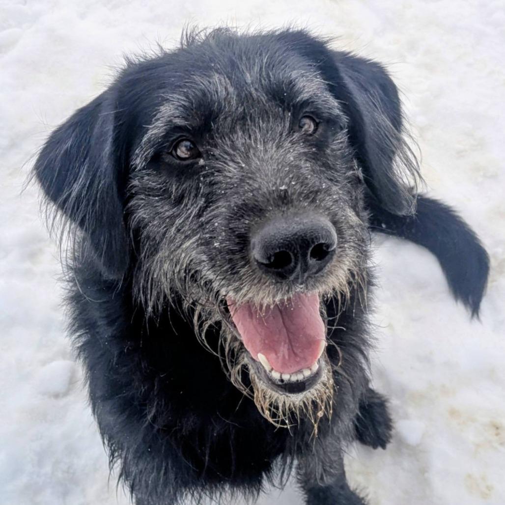 Enlarge Cooper, a Adoptable Mixed Breed in Jeffersonville, IN image 4/6