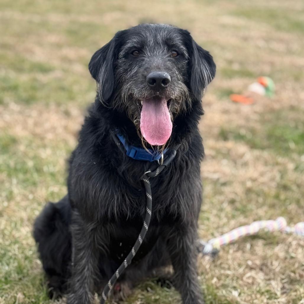 Enlarge Cooper, a Adoptable Mixed Breed in Jeffersonville, IN image 5/6