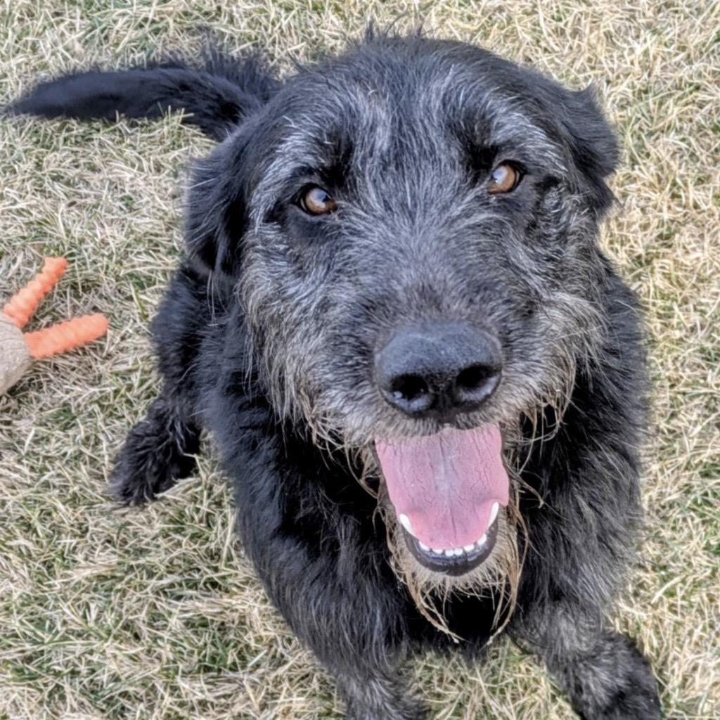 Enlarge Cooper, a Adoptable Mixed Breed in Jeffersonville, IN image 6/6