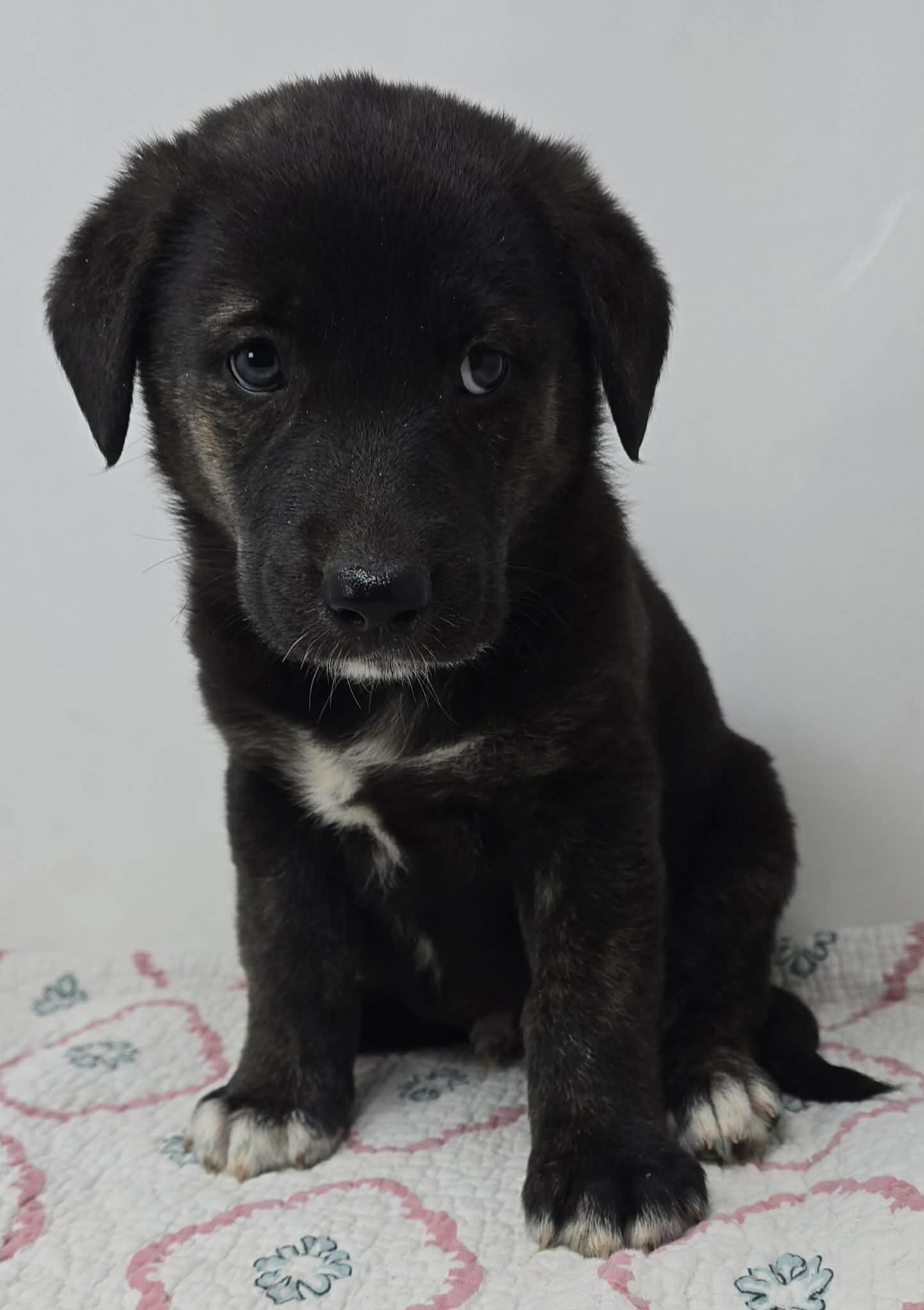 Enlarge Bayou Prince, a Adoptable mixed breed in Newport, TN image 4/5