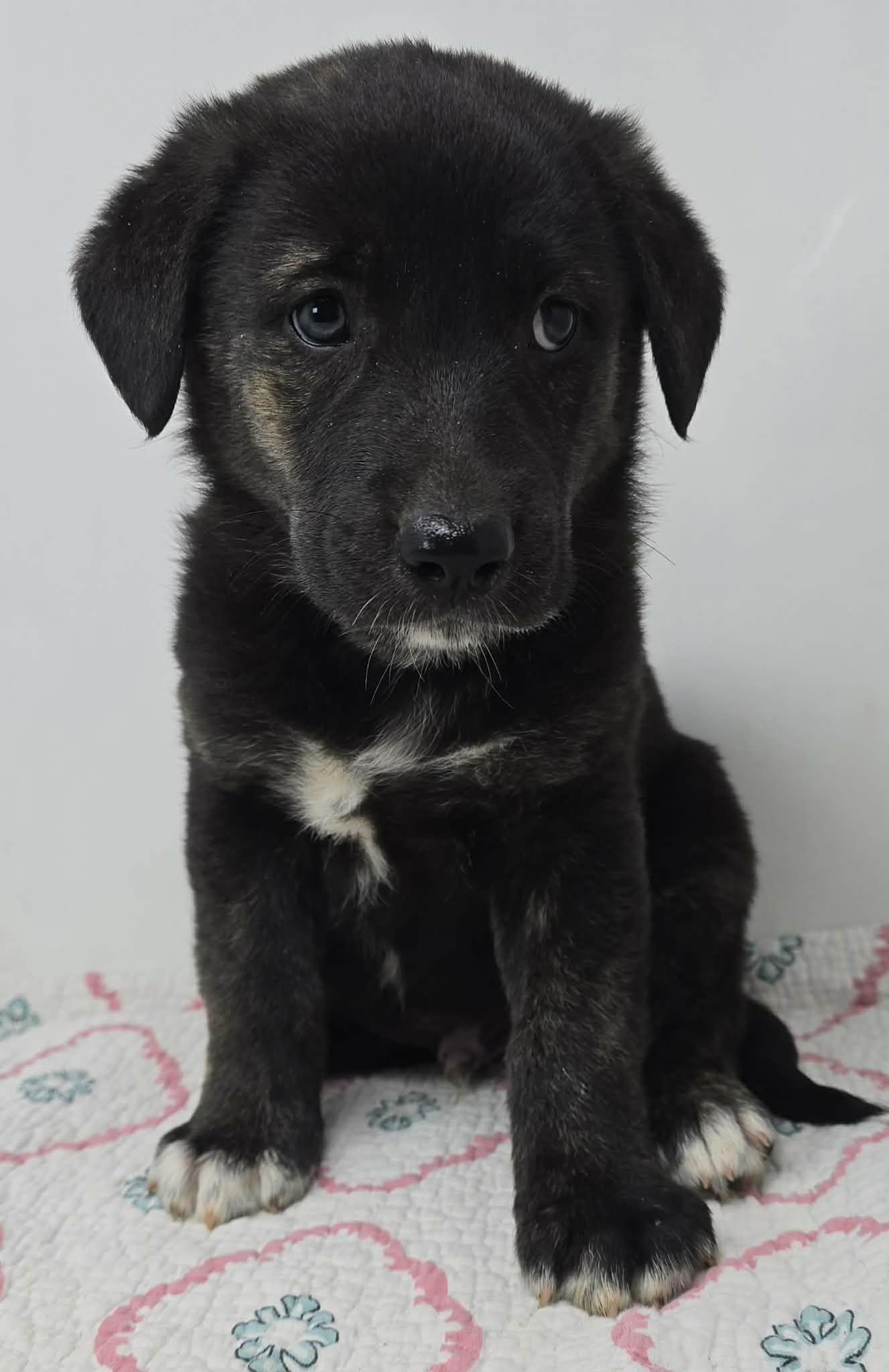 Enlarge Bayou Prince, a Adoptable mixed breed in Newport, TN image 5/5