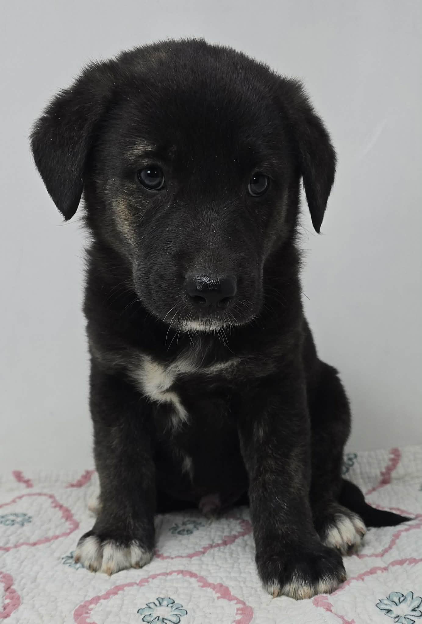 Enlarge Bayou Prince, a Adoptable mixed breed in Newport, TN image 2/5