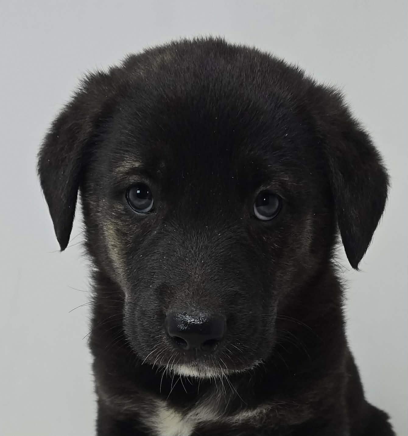 Enlarge Bayou Prince, a Adoptable mixed breed in Newport, TN image 1/5