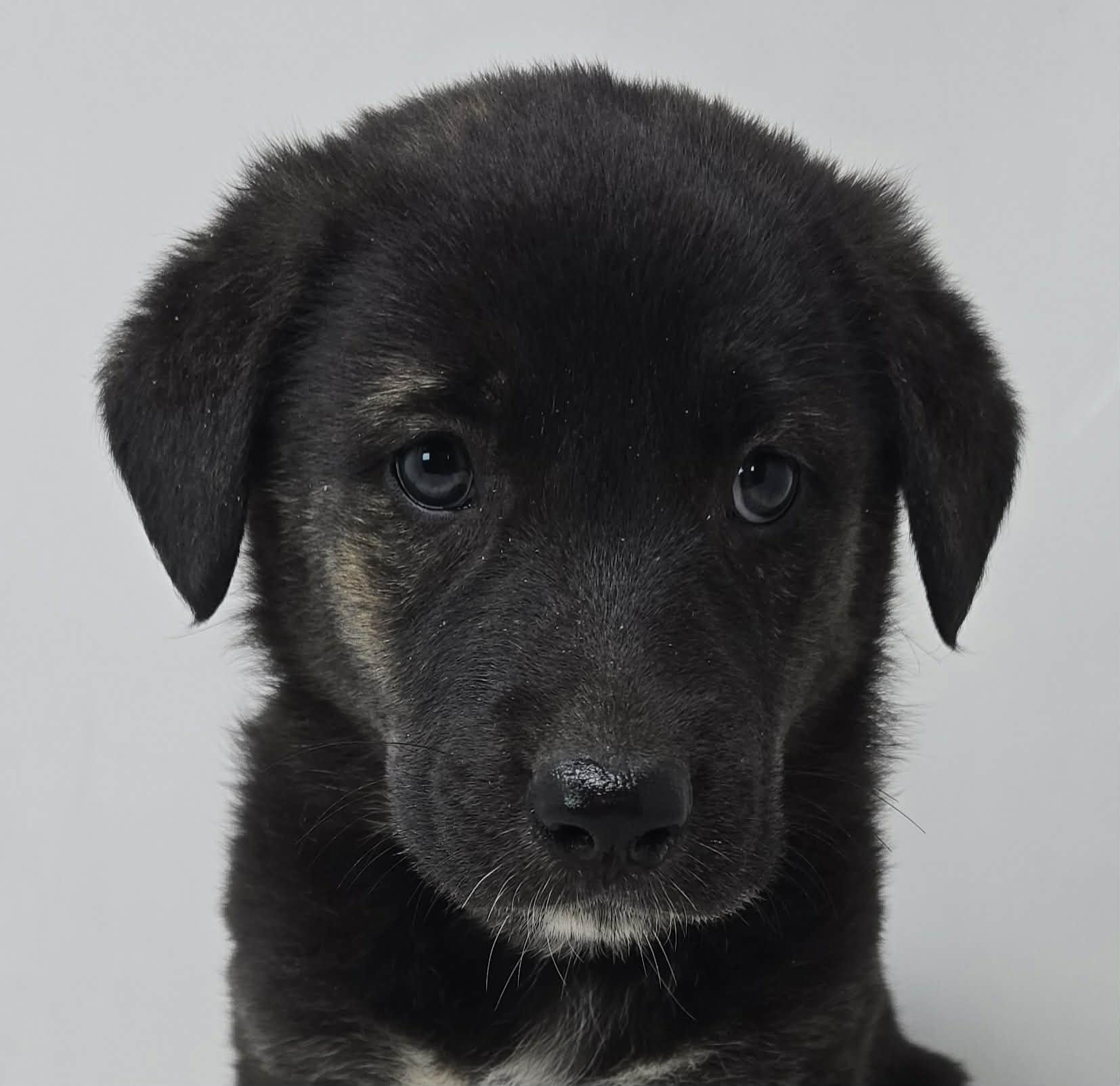 Enlarge Bayou Prince, a Adoptable mixed breed in Newport, TN image 3/5