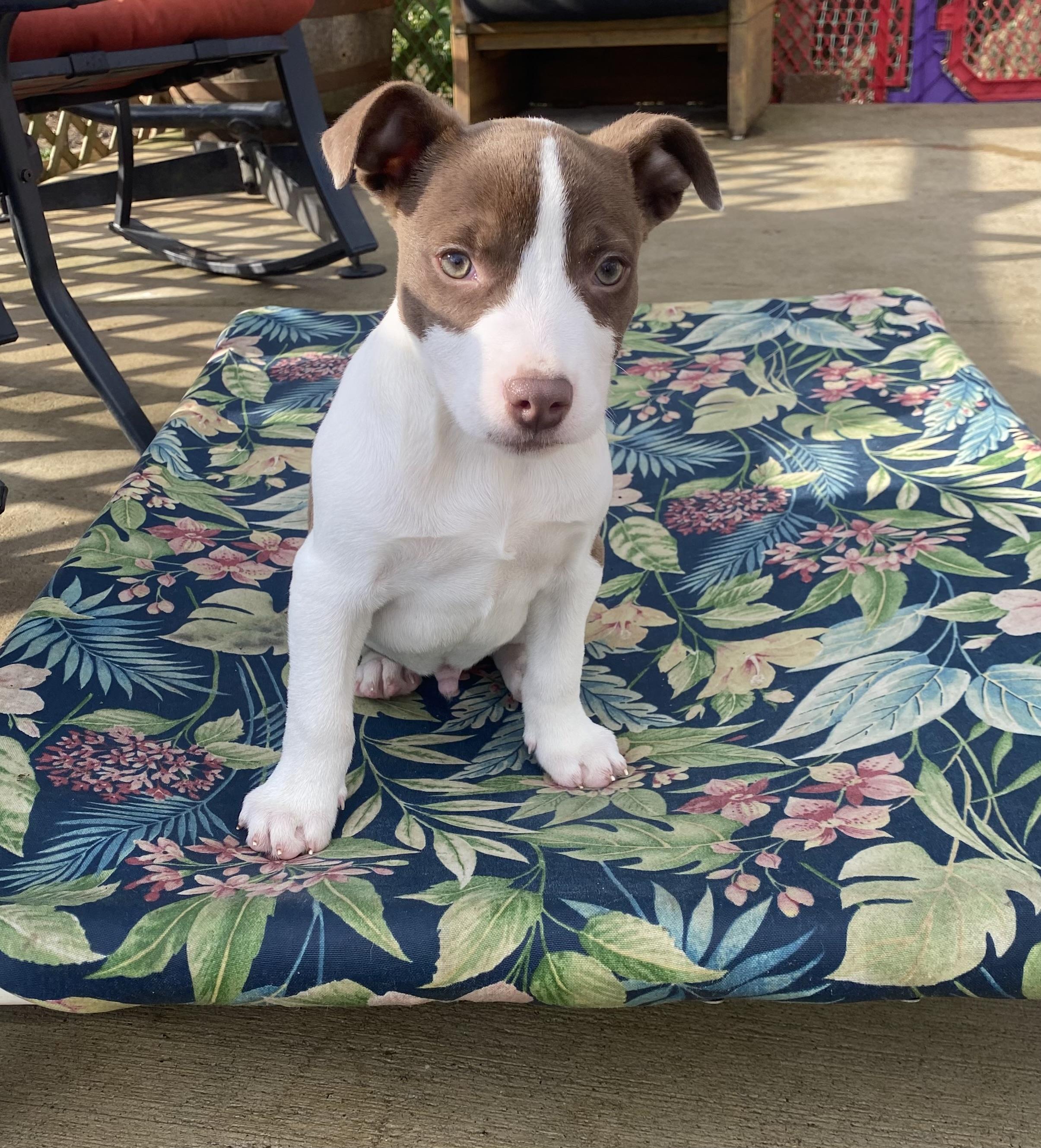 Enlarge Cheddar, a ADOPTABLE mixed breed in Hatfield, PA image 2/4