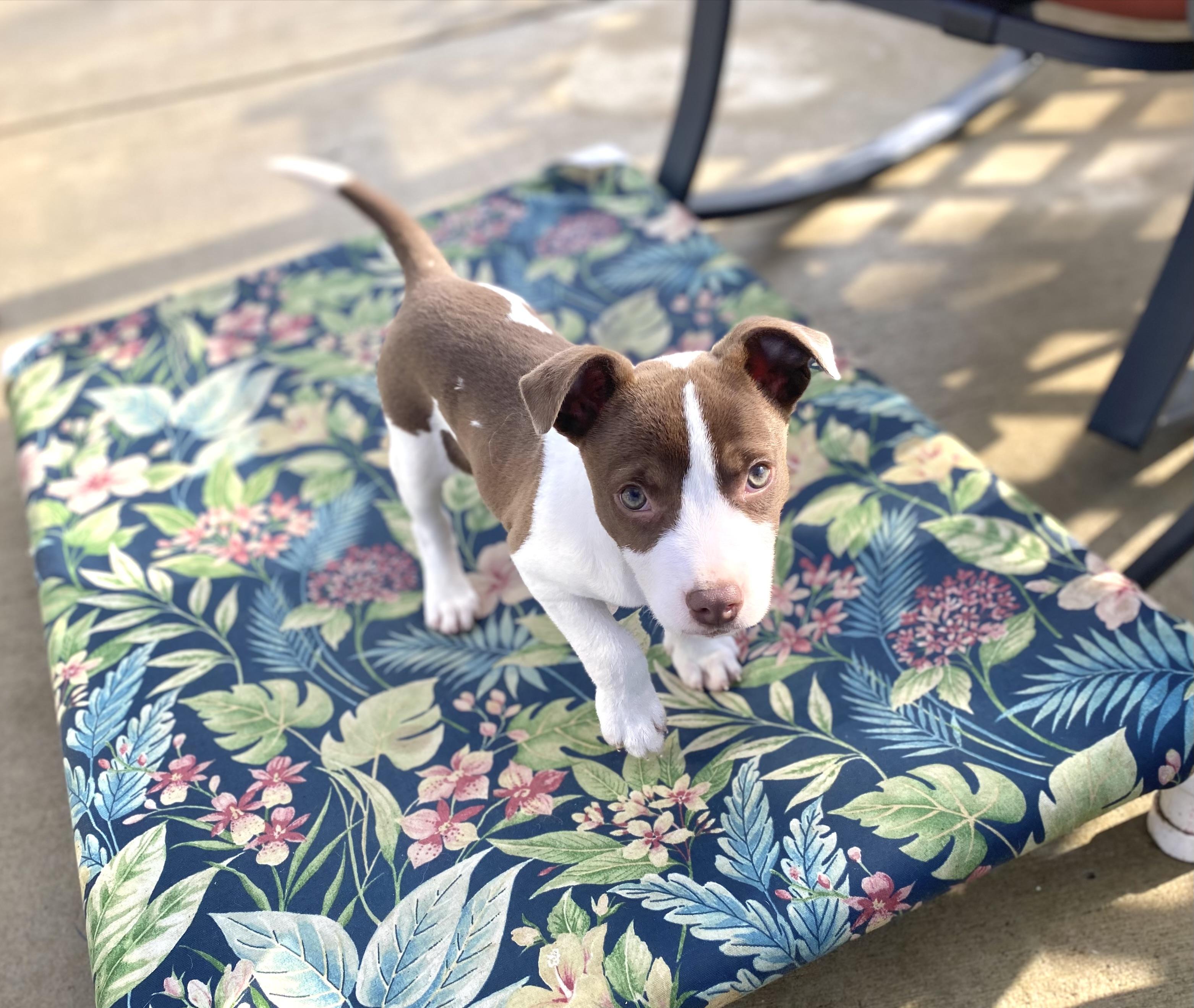 Enlarge Cheddar, a ADOPTABLE mixed breed in Hatfield, PA image 3/4