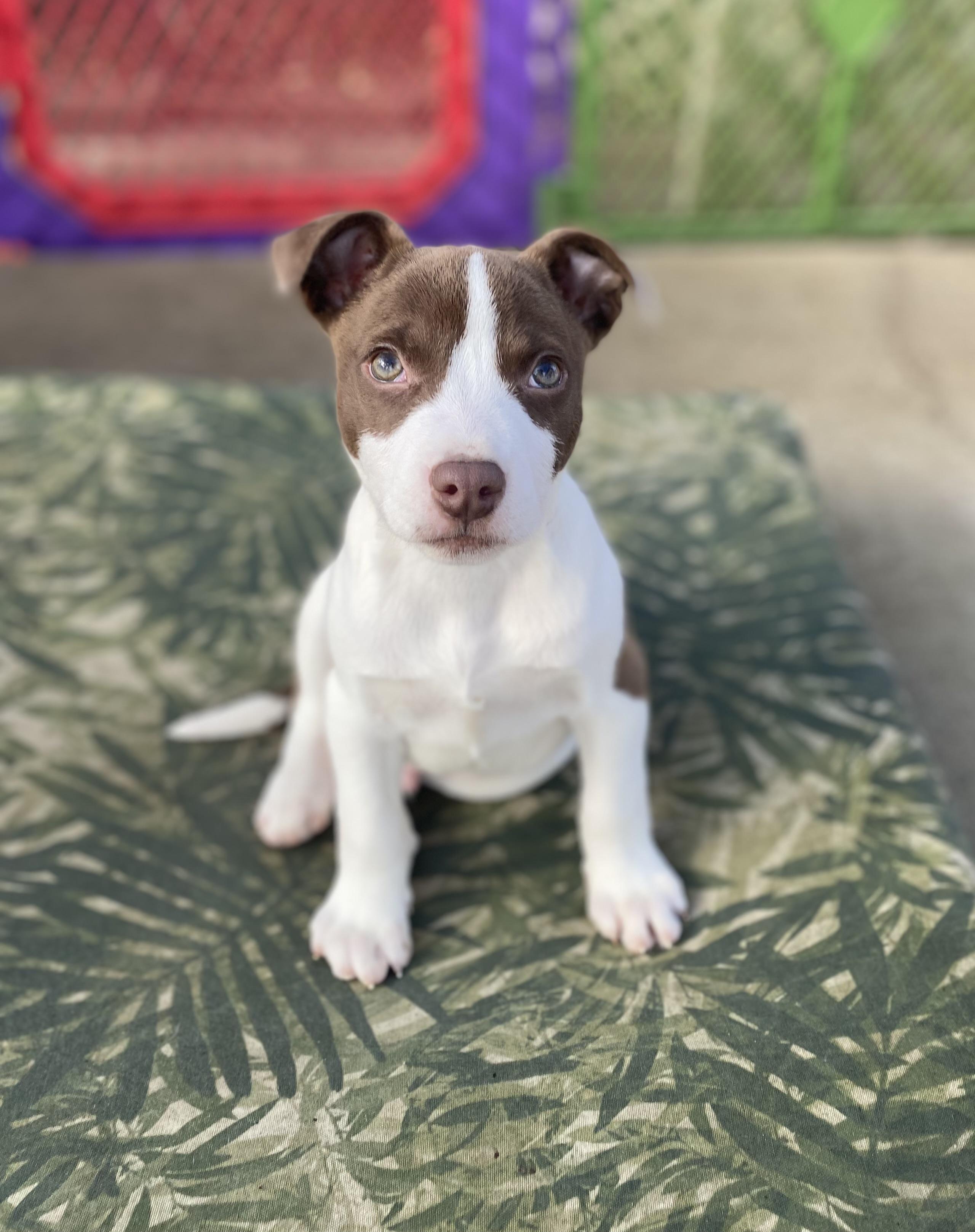 Cheddar, ADOPTABLE, Puppy Male Feist & Pit Bull Terrier.