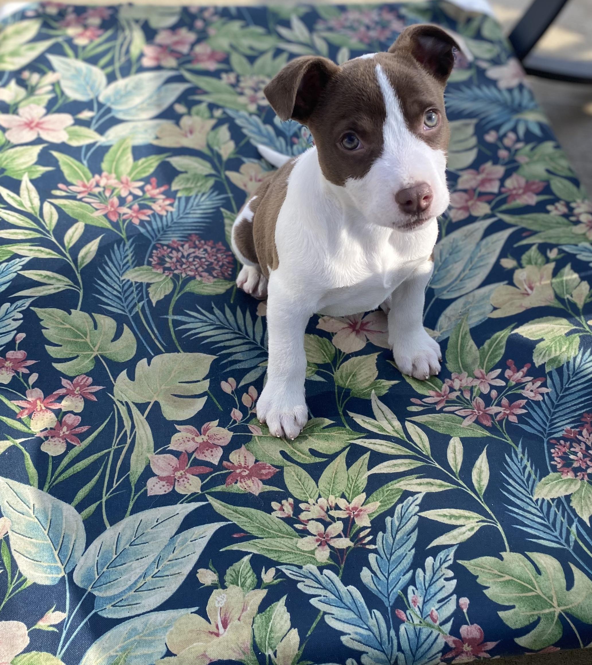 Enlarge Cheddar, a ADOPTABLE mixed breed in Hatfield, PA image 4/4