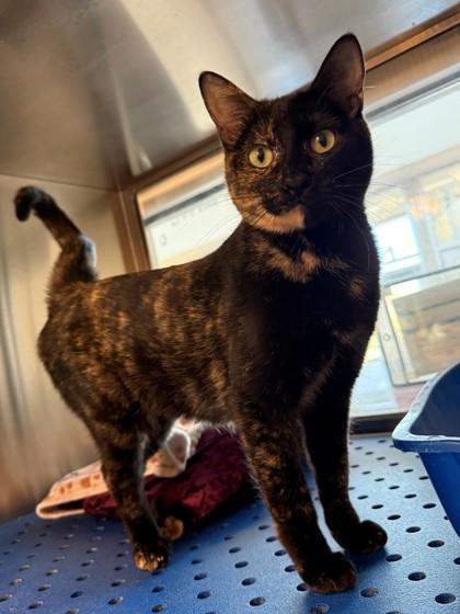 Blythe, Adoptable, Young Female Domestic Short Hair & Domestic Short Hair.