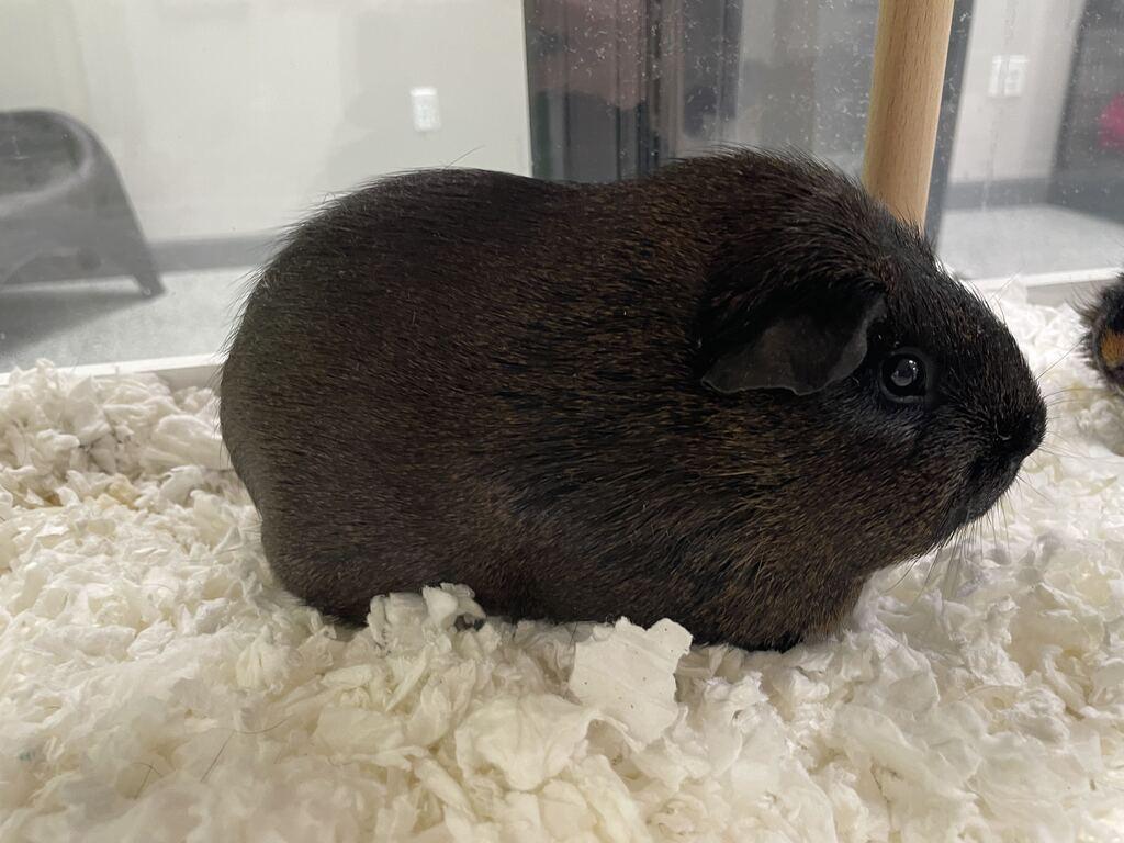 Enlarge Dip, a ADOPTABLE Guinea Pig in Jackson, MI image 3/3