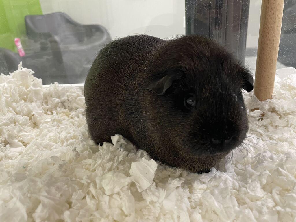 Enlarge Dip, a ADOPTABLE Guinea Pig in Jackson, MI image 2/3