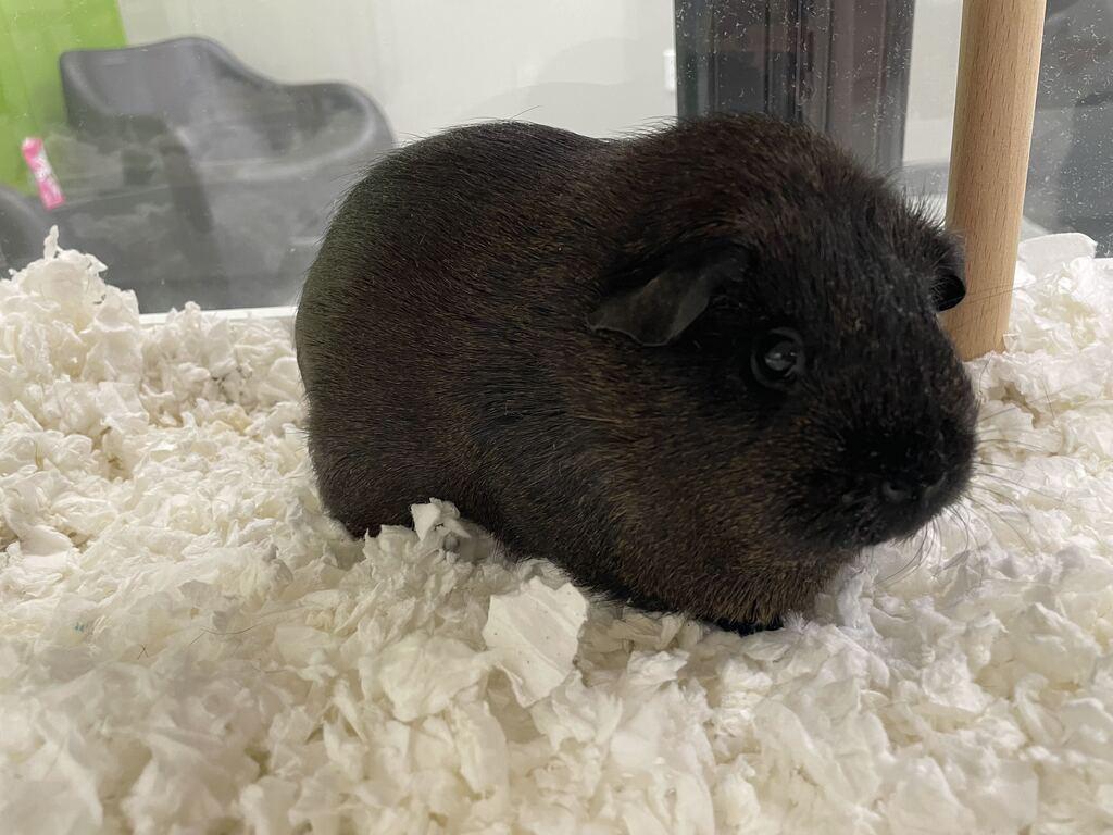 Dip, ADOPTABLE, Baby Female Guinea Pig.