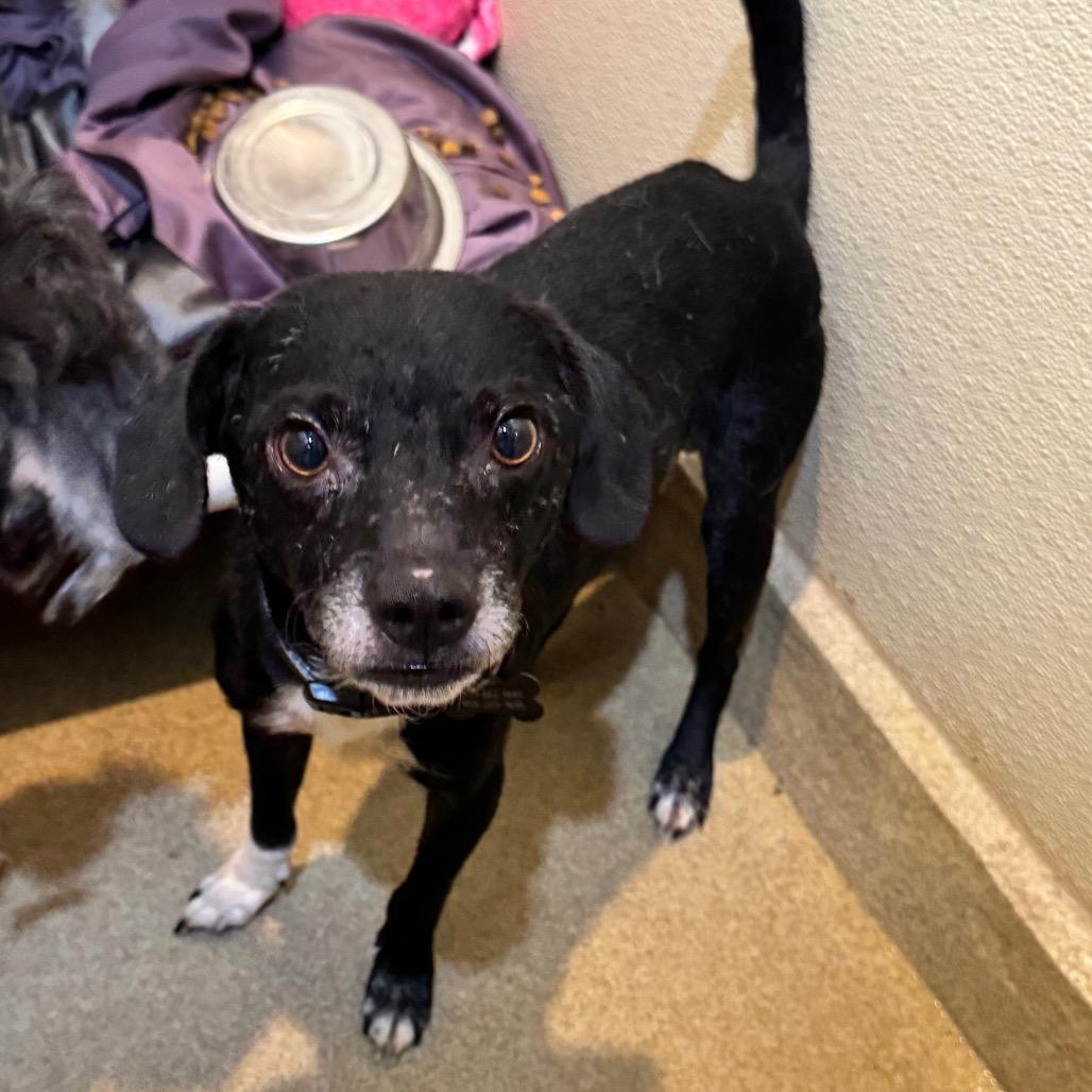 Jedidiah (19) - Costa Mesa Location, Adoptable, Adult Male Terrier.