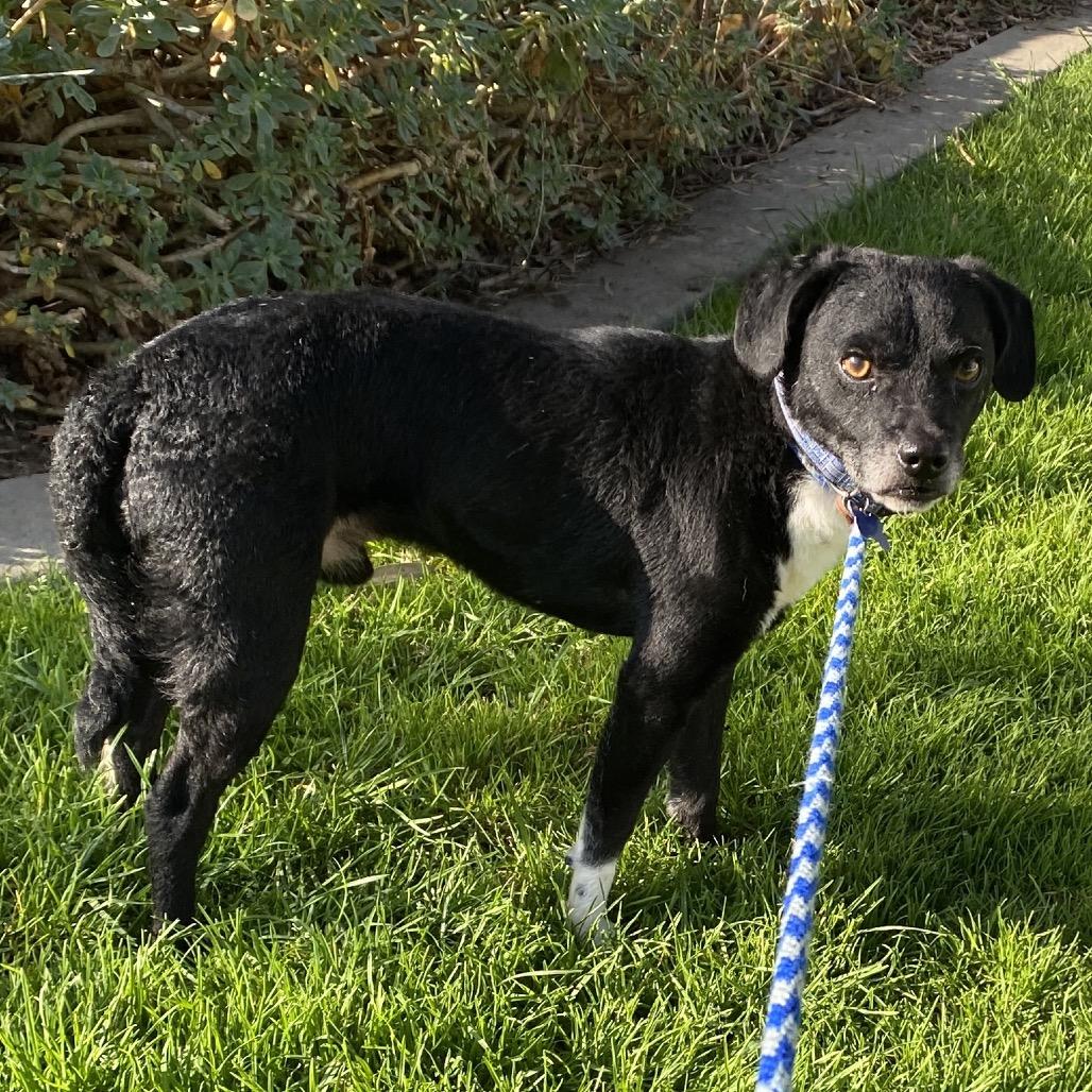 Enlarge Jedidiah (19) - Costa Mesa Location, a Adoptable mixed breed in Chino Hills, CA image 2/6