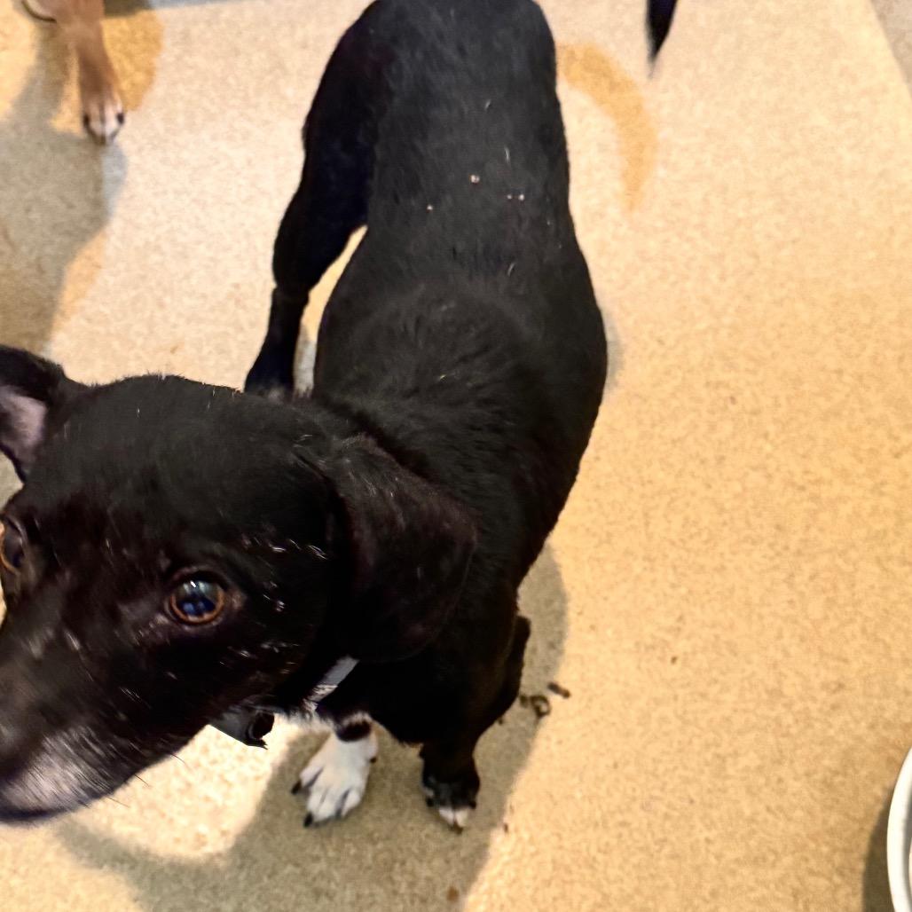 Enlarge Jedidiah (19) - Costa Mesa Location, a Adoptable mixed breed in Chino Hills, CA image 3/6