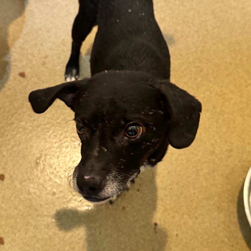 Enlarge Jedidiah (19) - Costa Mesa Location, a Adoptable mixed breed in Chino Hills, CA image 5/6