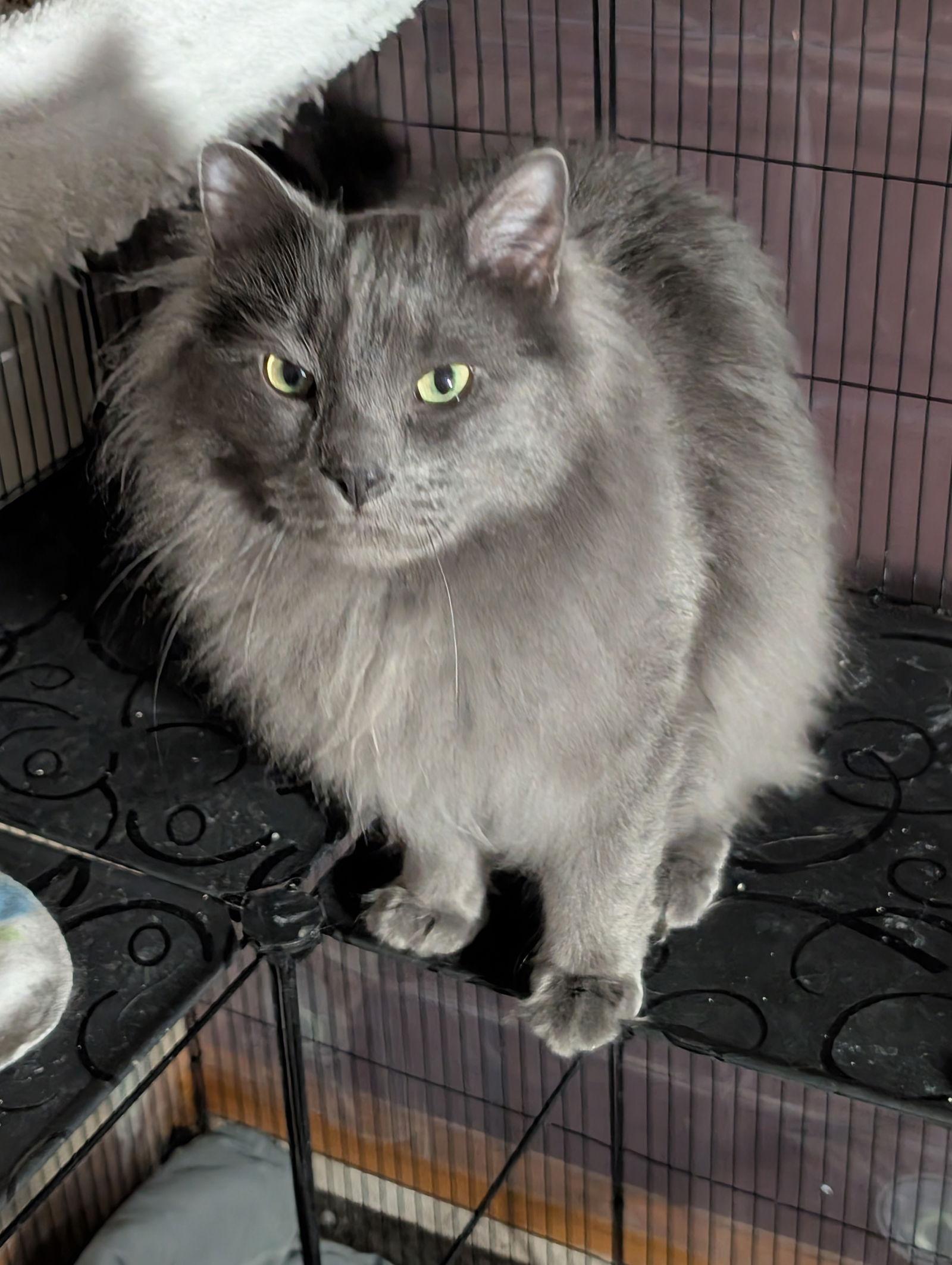 Enlarge Melo and Franki, a Adoptable mixed breed in Council Bluffs, IA image 2/2