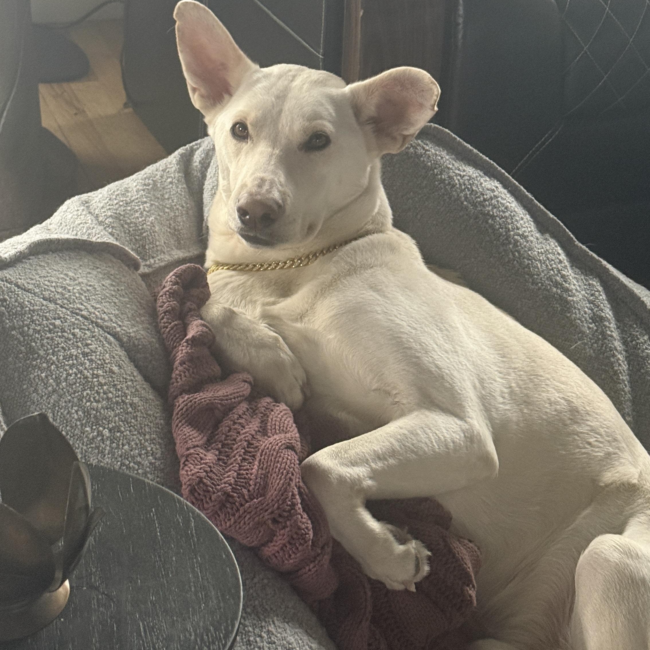 Bob, a Adoptable mixed breed in Chatham, NJ image 1/5