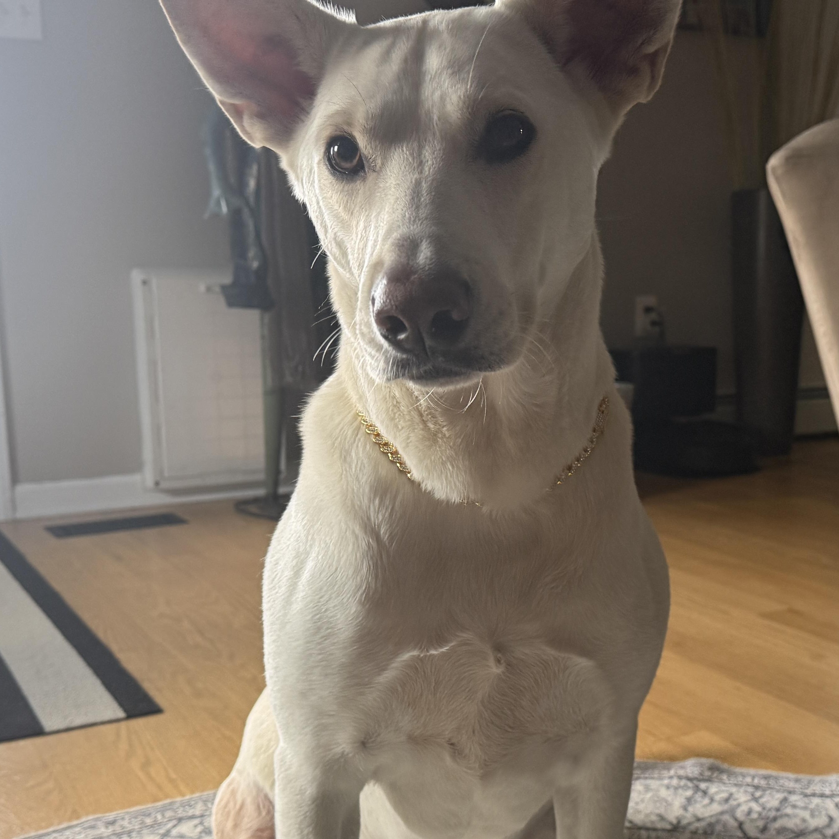 Bob, a Adoptable mixed breed in Chatham, NJ image 2/5