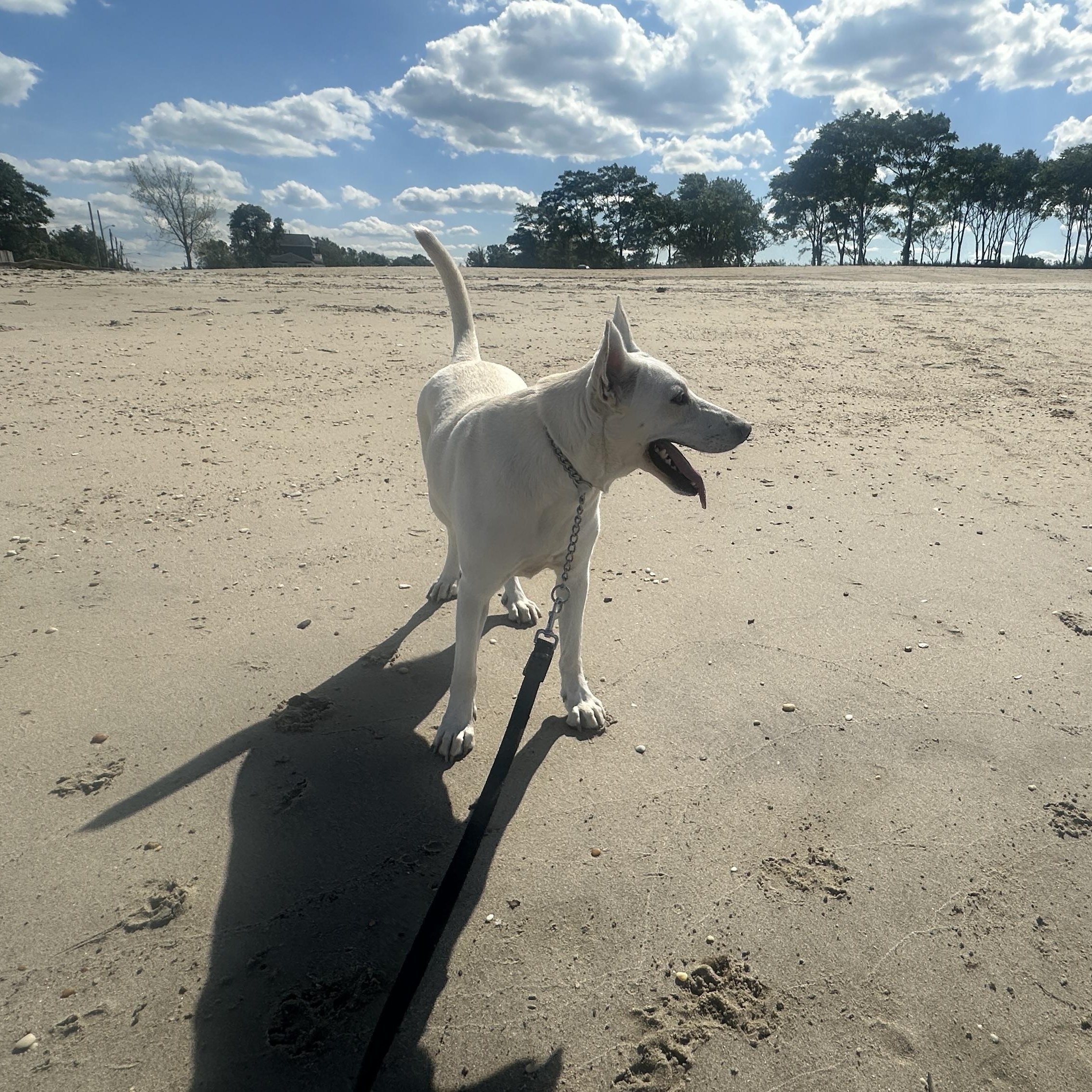 Bob, a Adoptable mixed breed in Chatham, NJ image 3/5