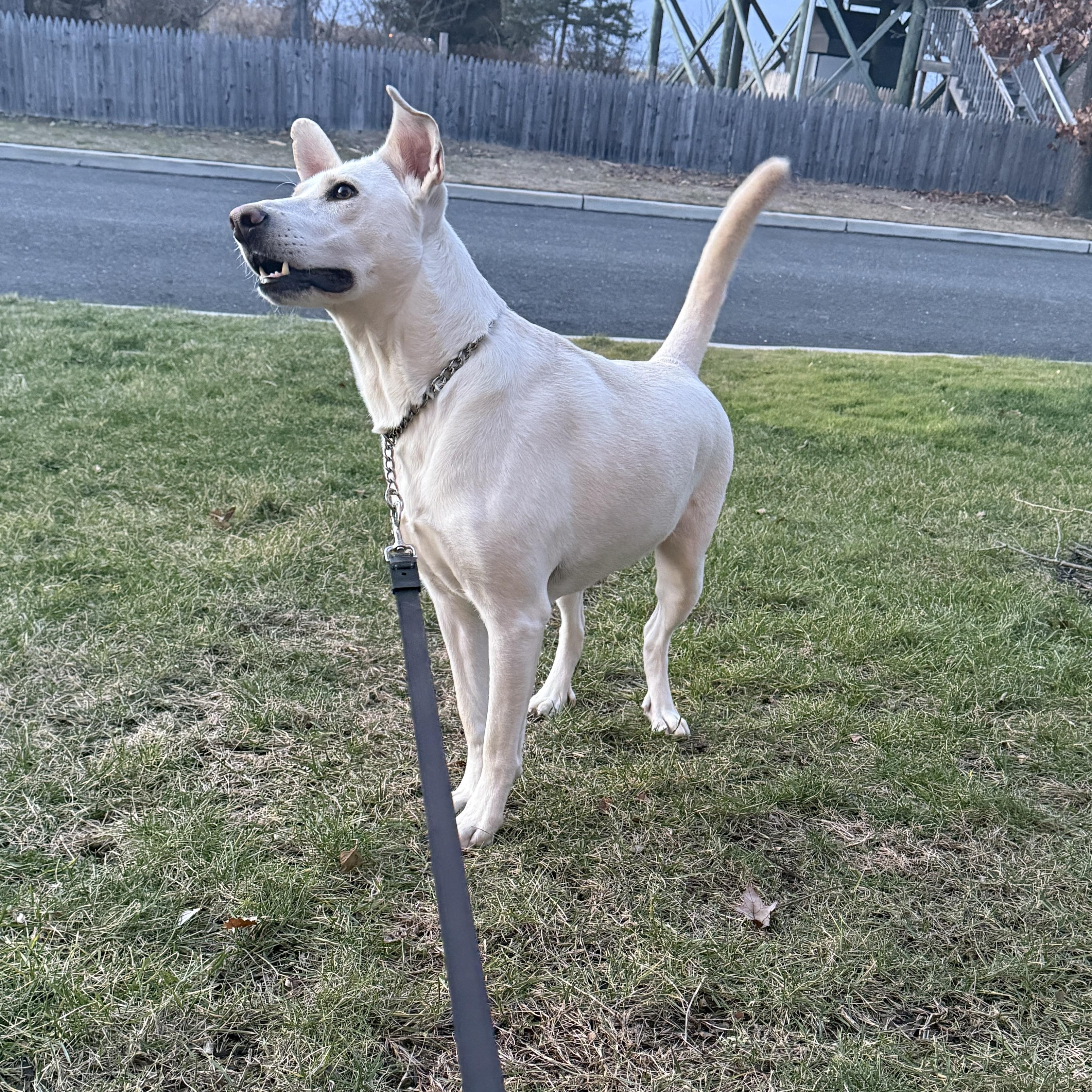Bob, a Adoptable mixed breed in Chatham, NJ image 5/5