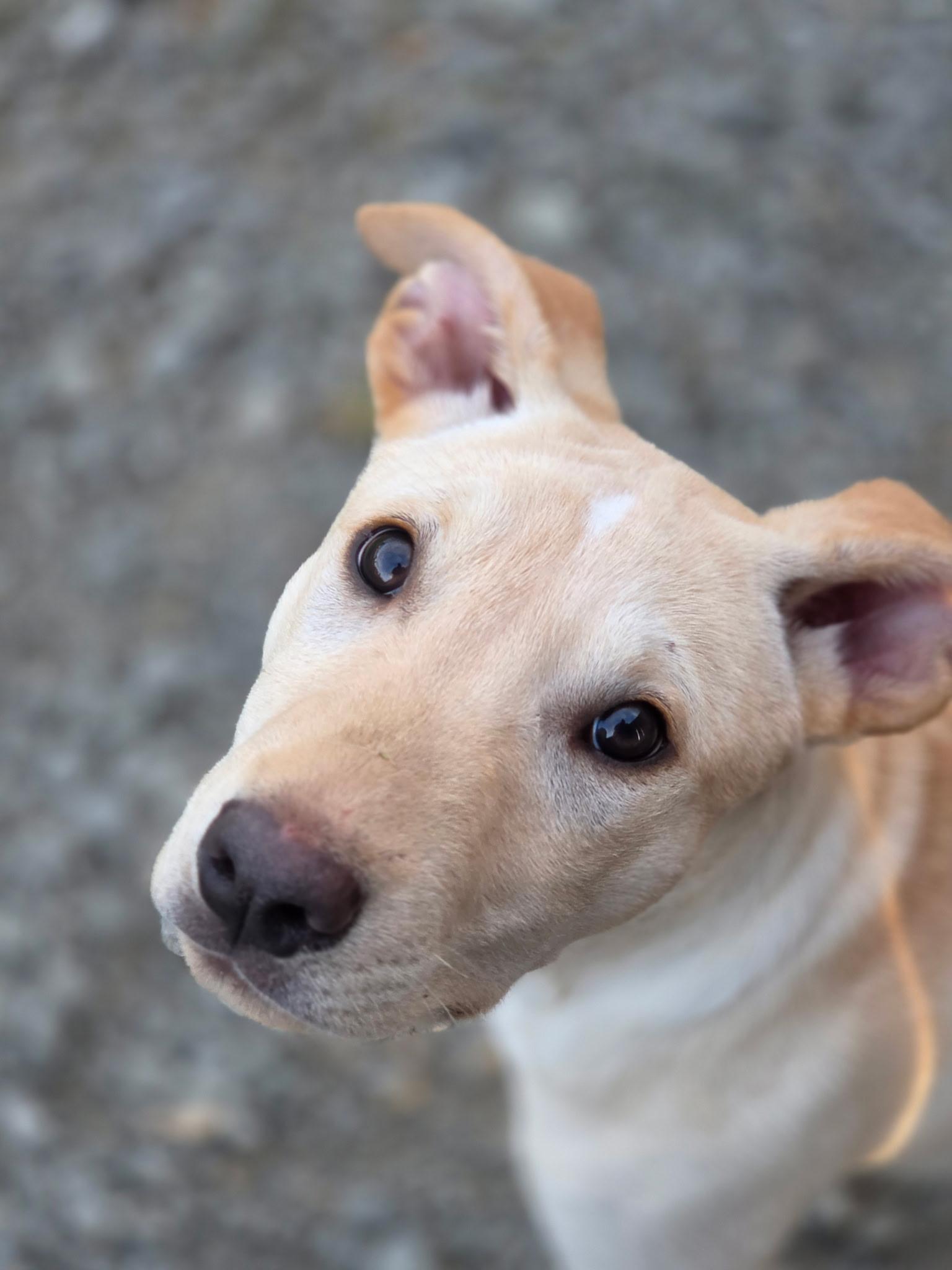 Enlarge Ravi, a ADOPTABLE mixed breed in Port Angeles, WA image 1/2