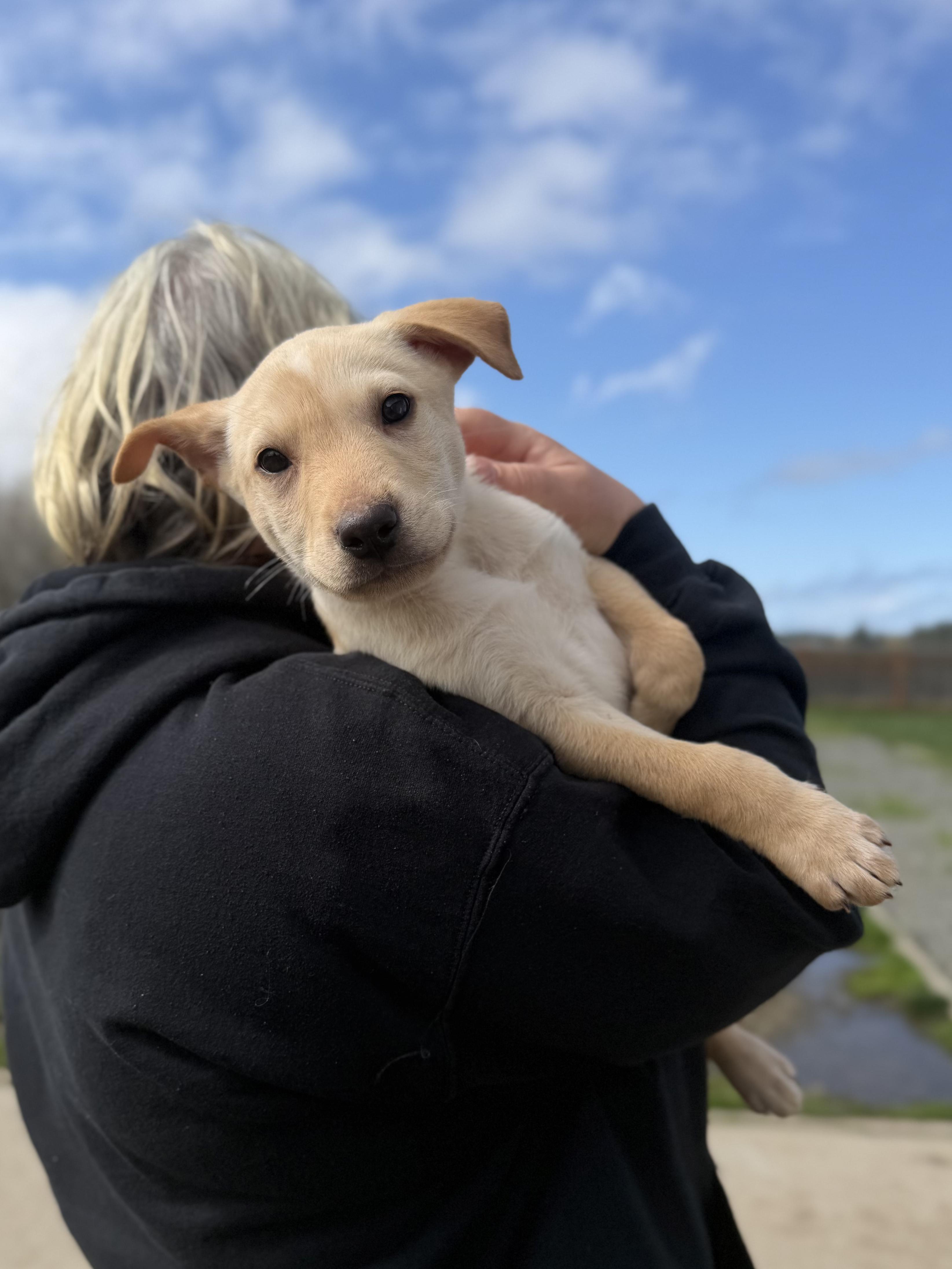 Ravi, ADOPTABLE, Puppy Male Labrador Retriever & American Bully.