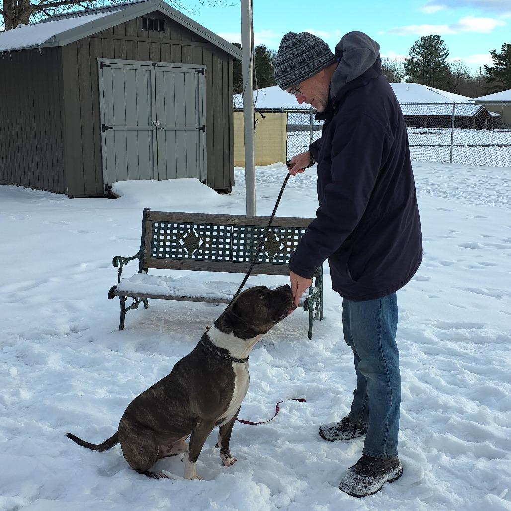 Groot, a Adoptable Mastiff in Michigan City, IN image 1/6