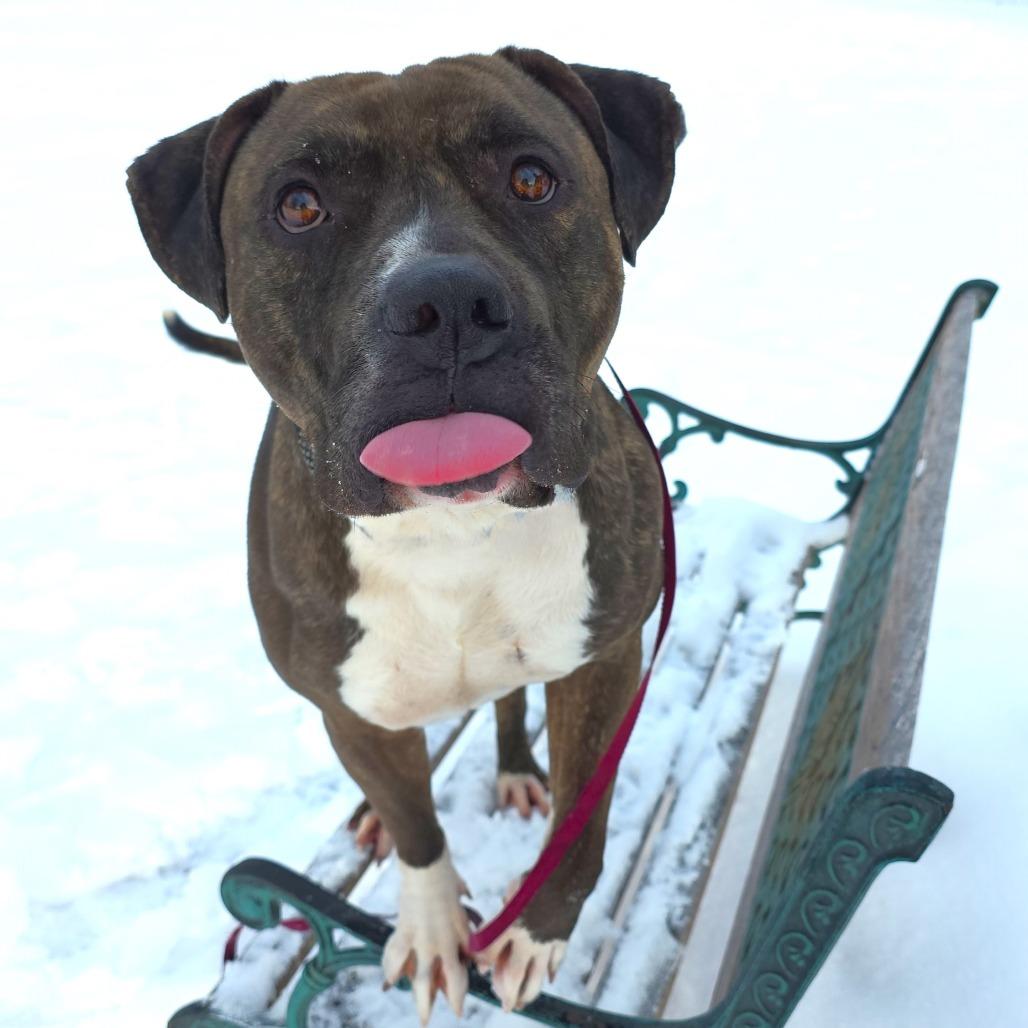 Groot, a Adoptable Mastiff in Michigan City, IN image 2/6