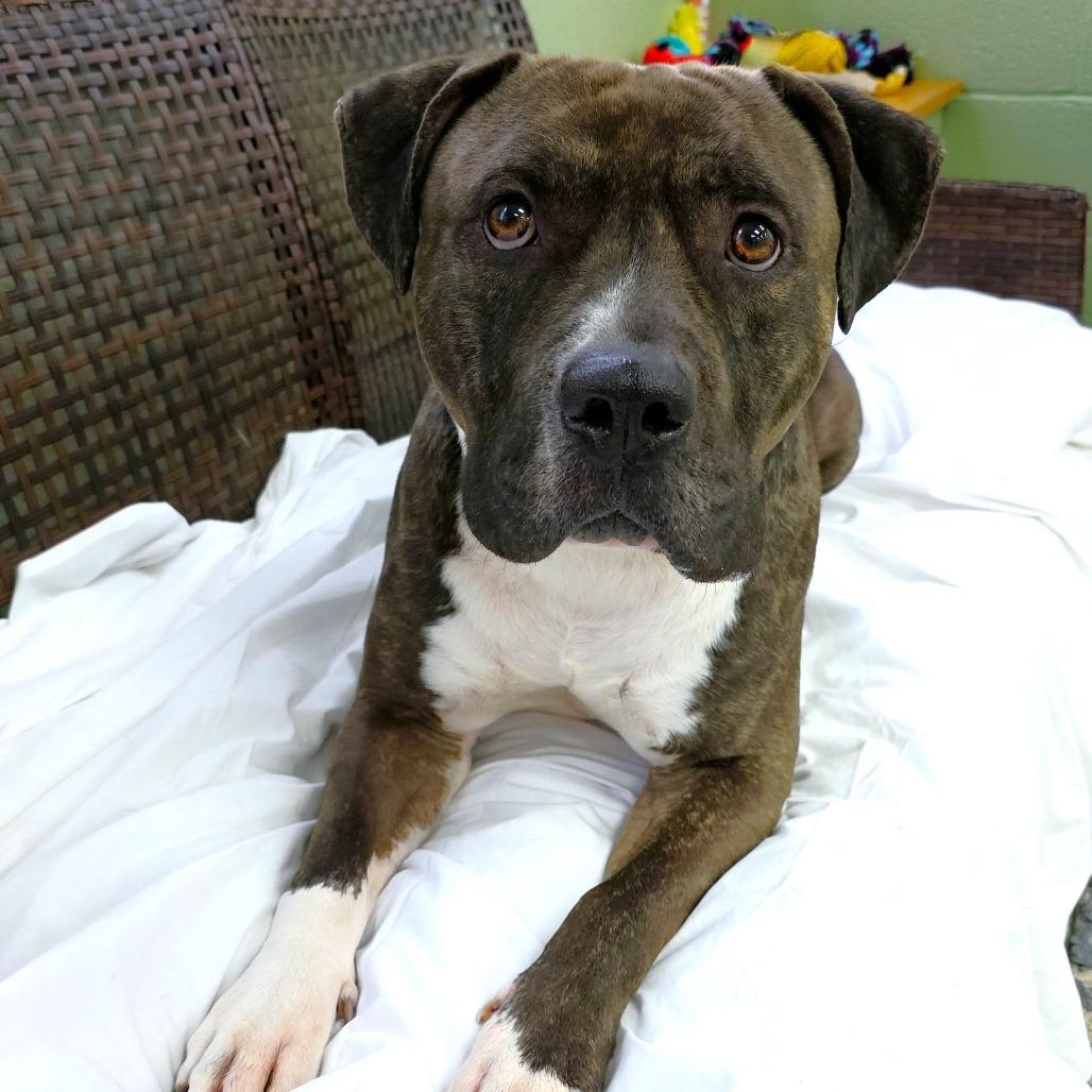 Enlarge Groot, a Adoptable Mastiff in Michigan City, IN image 3/6