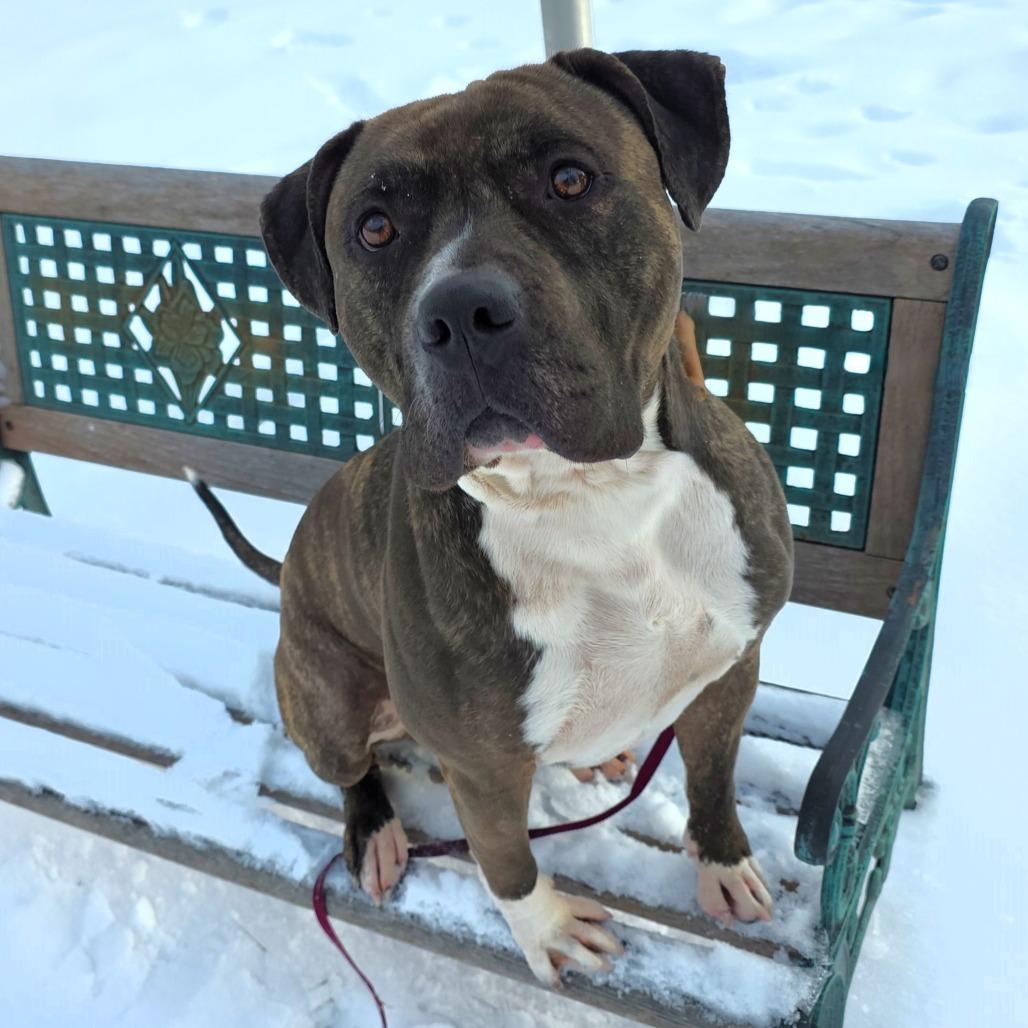 Groot, a Adoptable Mastiff in Michigan City, IN image 4/6