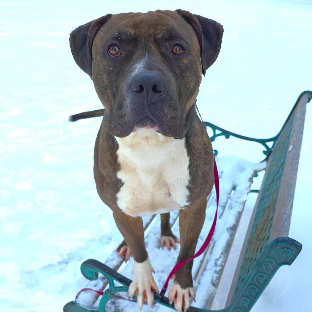 Groot, a Adoptable Mastiff in Michigan City, IN image 5/6