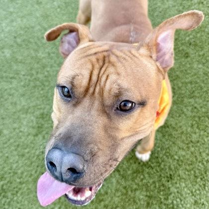 Tank, Adoptable, Adult Male Mixed Breed & Mixed Breed.