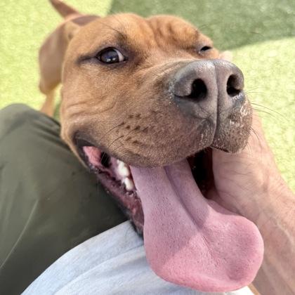 Enlarge Tank, a Adoptable mixed breed in Largo, FL image 2/2