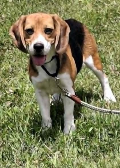 Peter, adopted, Adult Male Beagle.