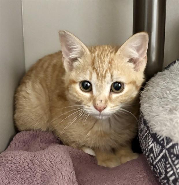 CRUSH, Adoptable, Kitten Male Domestic Short Hair.