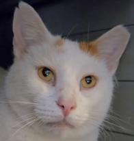 Enlarge Snowpea, a ADOPTABLE Domestic Short Hair in Milwaukee, WI image 1/1