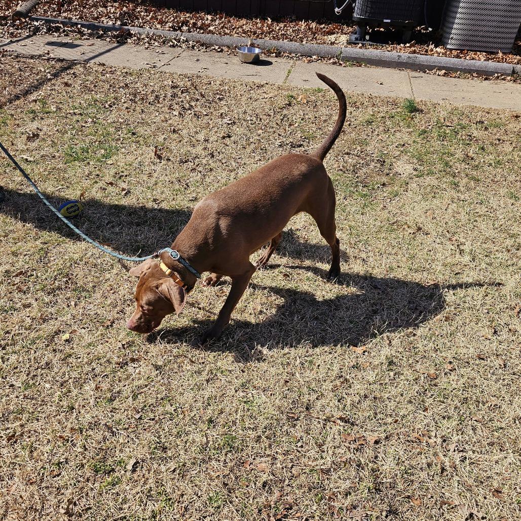 Pearl, Adoptable, Adult Female Vizsla & Mixed Breed.