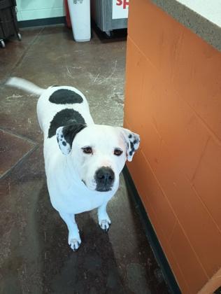 Leo, Adoptable, Adult Male Mixed Breed & Mixed Breed.