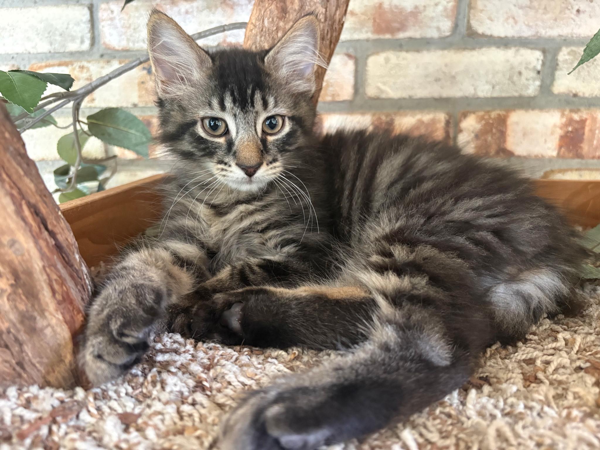 Enlarge HAMM, a Adopted Domestic Short Hair in Karns City, PA image 2/3