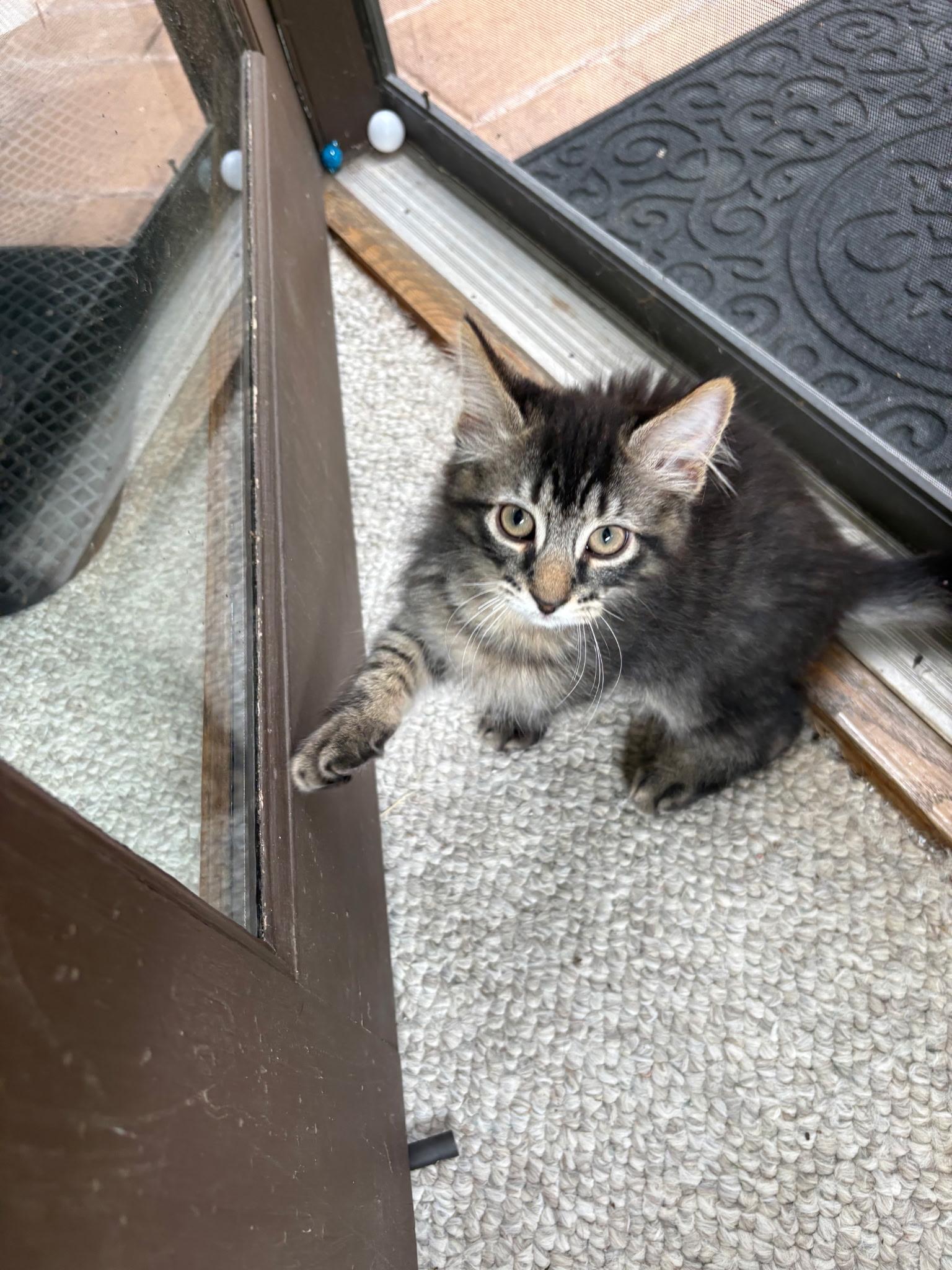 Enlarge HAMM, a Adopted Domestic Short Hair in Karns City, PA image 3/3
