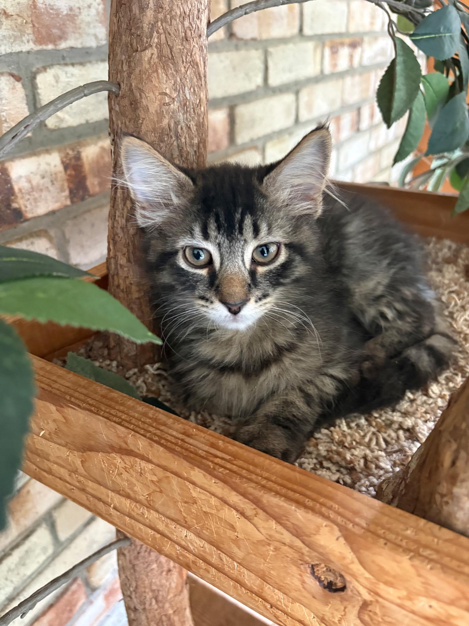 HAMM, Adopted, Young Male Domestic Short Hair.