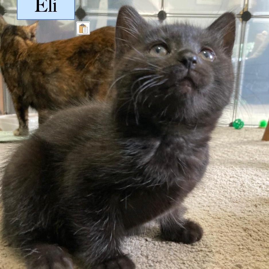 Eli photo 2