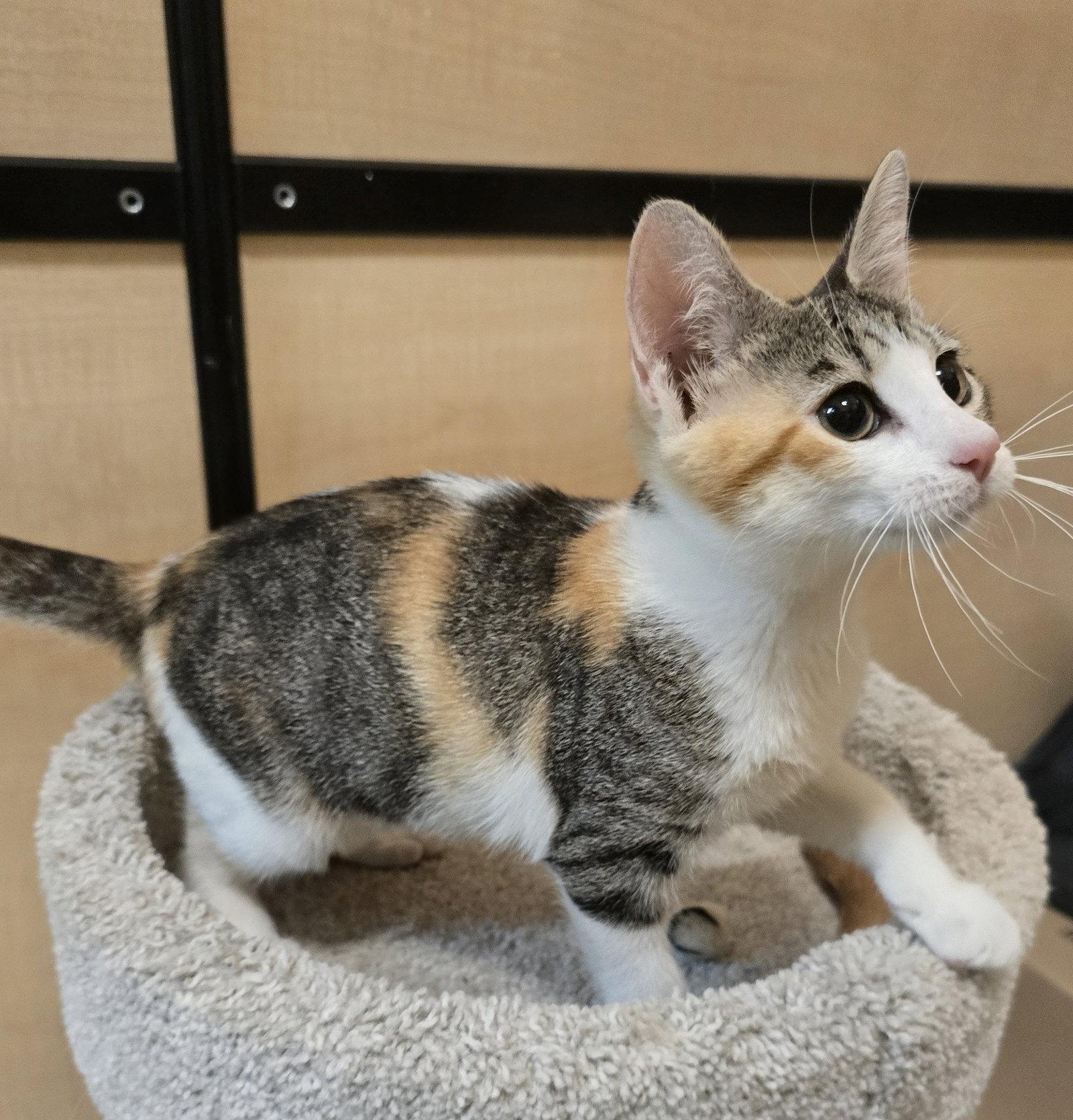 Jelly Bean, Adoptable, Kitten Female Domestic Short Hair.