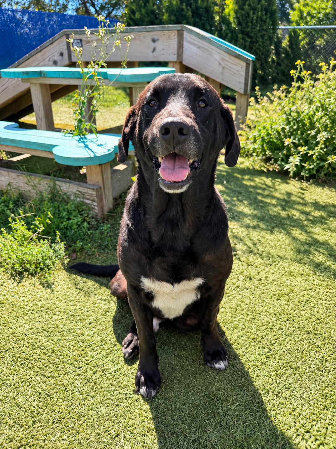 Enlarge Preacher, a Adoptable mixed breed in Wooster, OH image 1/1