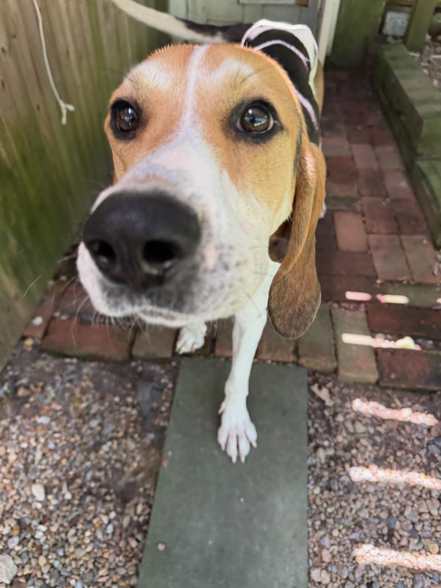 Dorothy, adopted, Young Female Treeing Walker Coonhound & Beagle.